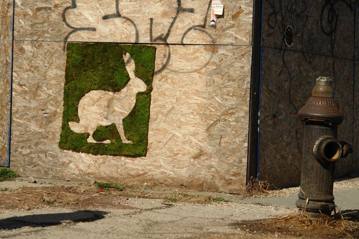 Moss Rabbit, Brooklyn, 2009. Photo: Courtesy of Mosstika
