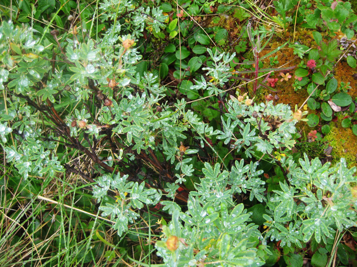 Plants In Tundra