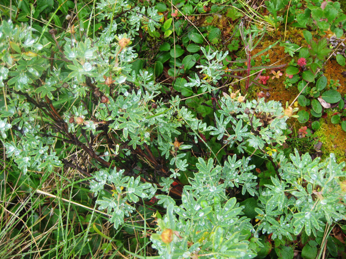 tundra plant images